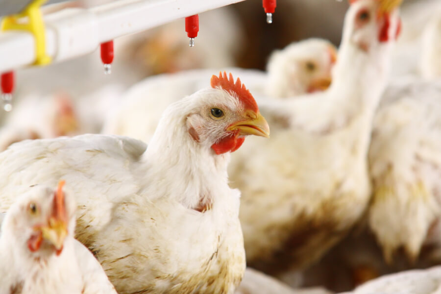 Mr. Pollo - Logros en el mercado ecuatoriano Mr. Pollo - Logros en el mercado ecuatoriano